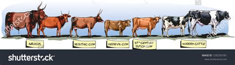 Cow Evolution .
